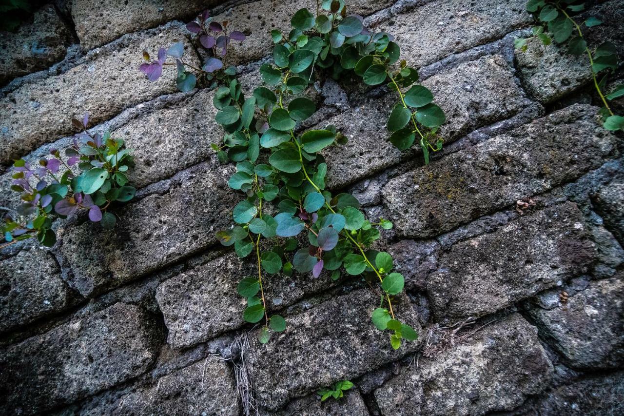B&B La Mita Giuliano di Roma Exteriér fotografie